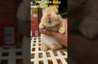 Very Cute Rabbit Video #Shorts#Vairalvideo