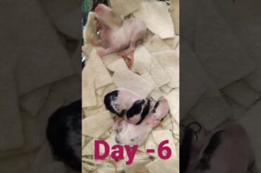 6Days Old Cute Baby Rabbits | Bunnies Baby New Born 6days Old #short #shorts #youtubeshort #rabbits