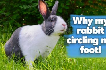 why my rabbit circling my foot | cute rabbit playing