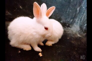 Cute Baby Bunny Rabbit #shorts