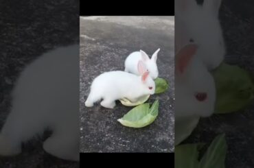 Cute Rabbit baby