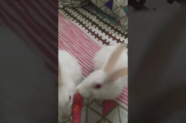Cute baby #rabbits #trending #youtube #viral #shorts #chubbybunny