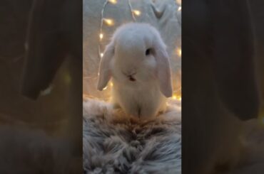 Cute Baby Rabbit #cutebunny