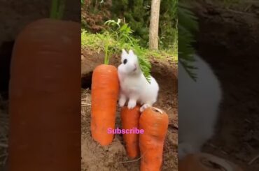 #shorts #pets #animals #cutepets #shortsvideo #cute #rabbit