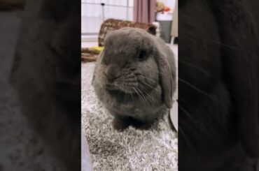 Cute Baby Rabbit - Funny Baby Animals - Rabbits Amazing Animals #shorts