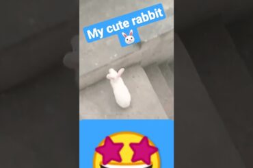 my cute rabbit