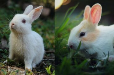 funny baby rabbit video |  cute rabbit | |wild rabbit | Rabbit