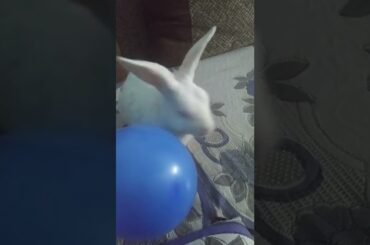 Cute baby #rabbits #trending #youtube #viral #shorts #chubbybunny
