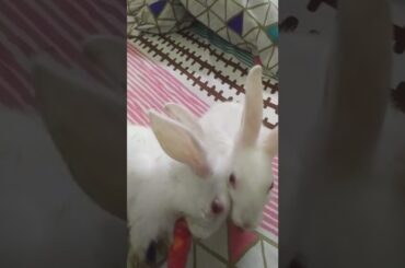 Cute baby #rabbits #trending #youtube #viral #shorts #chubbybunny