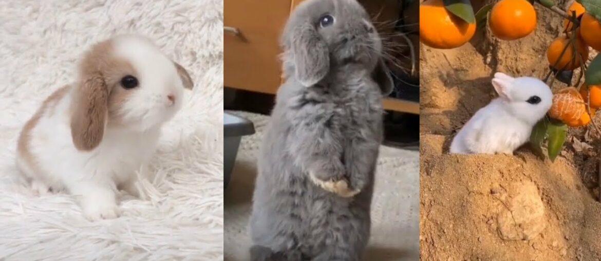 The CUTEST BUNNY RABBITS on the Internet 2021 | Easter Bunnies TikTok Compilation #2
