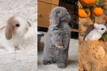 The CUTEST BUNNY RABBITS on the Internet 2021 | Easter Bunnies TikTok Compilation #2