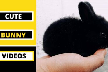 Cute And Funny Bunny Videos Compilation - Cute Baby Rabbits