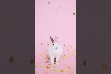 Funny and Cute Baby Rabbit