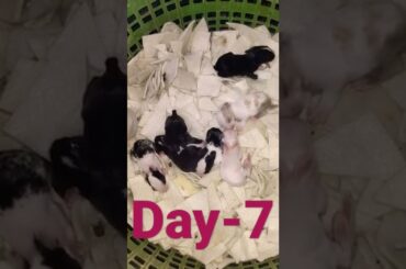 7Days Old Baby Rabbits Growth Daily Routine | Cute Baby Bunnies Growing Day By Day #short #shorts