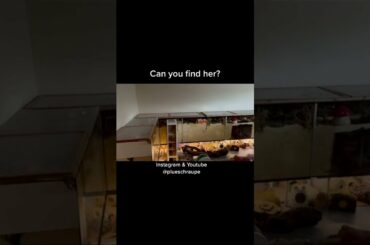 cute hamster and Bunny rabbit Cute Baby Rabbits Playing,Feeding Activities real lobsters