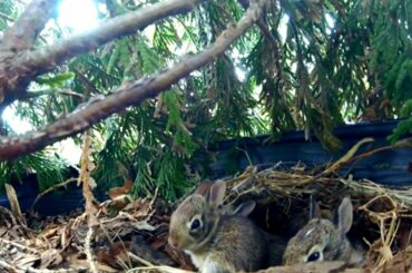 Cute Baby Bunnies in a Flower Pot
