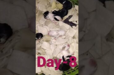 8Days Old Cute Baby Rabbits In Cage | Cute Baby Bunnies #short #rabbit #shorts #cutebunny #rabbits