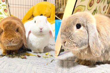 My rabbits Love to Eat Funny and Cute Baby Bunny Rabbit - Cute Baby animals #6