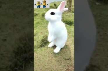 cute rabbit #shorts