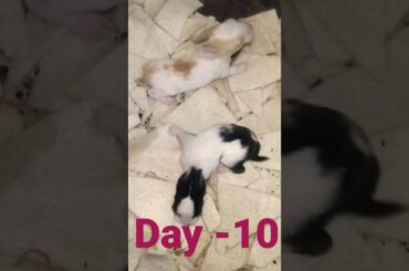 10 Days Old Cute Baby Bunnies | Hungry Baby Rabbits #short #rabbit #youtubeshort #shorts #bunnies