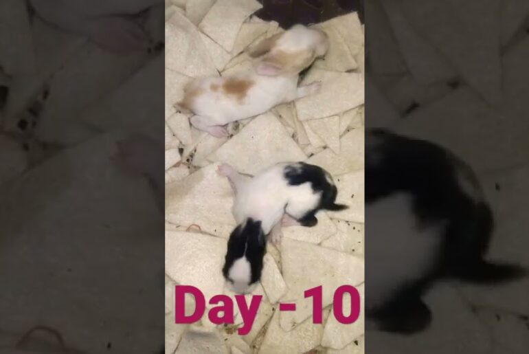 10 Days Old Cute Baby Bunnies | Hungry Baby Rabbits #short #rabbit #youtubeshort #shorts #bunnies