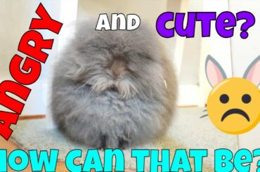 ANGRY and CUTE Bunny Rabbit? Bunny Blue Lionhead