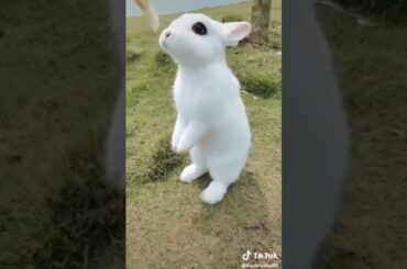 cute rabbit