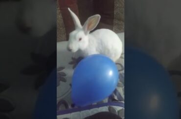 Cute baby #rabbits #trending #youtube #viral #shorts #chubbybunny
