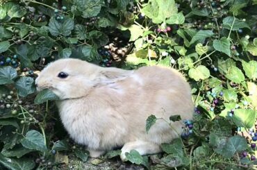 I wanted to bring an innocent, cute baby rabbit home from the island