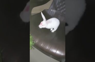 cute rabbit baby saying papa billi wali #shorts