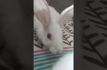 Cute baby #rabbits #trending #youtube #viral #shorts #chubbybunny