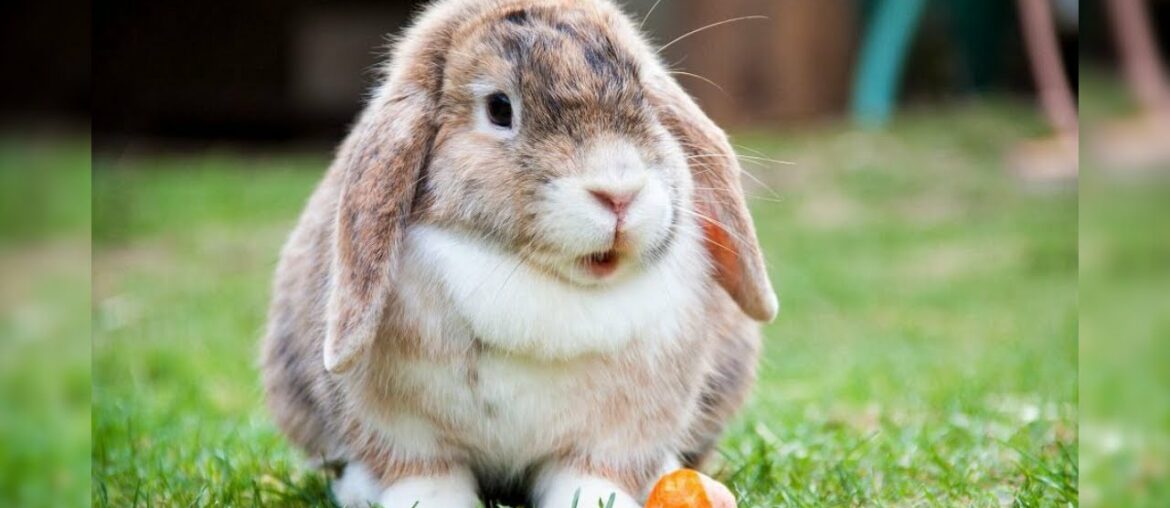 Bunnies being cute - Funny and Cute Baby Bunny Rabbit - Cute Baby animals #4