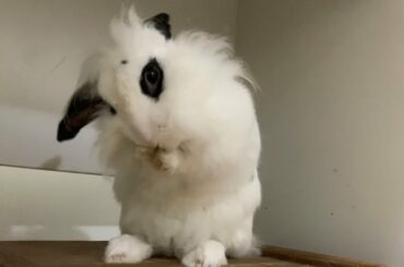 Bunny Bath Routine *Stress Relief* | Lily Bobtail #cute #bunny