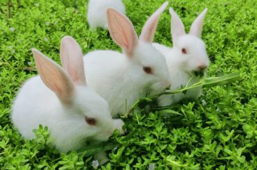 Funny and Cute Baby Bunny Rabbit Videos - Baby Animal Video Compilation - Funny Baby Rabbit Videos