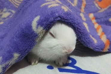 Cute Baby Rabbit Naughty Masti #shorts