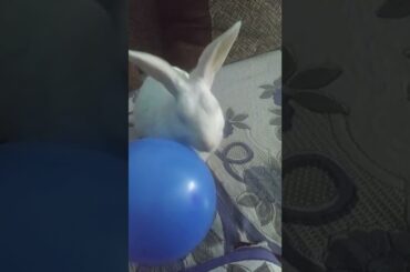 Cute bunny playing #rabbits #trending #youtube #shorts #viral #chubbybunny