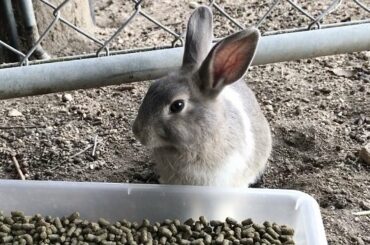Incredibly cute baby bunny coming up to me!