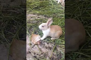 Cute Rabbit bunny #shorts