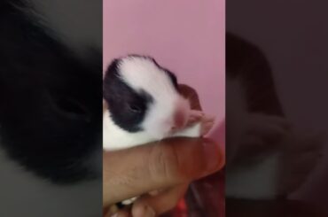 Cute Baby Rabbits First Time Open Eyes | Cute Baby Bunnies #short #rabbit #youtubeshort #cutebunny