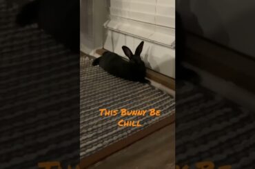 Cute Bunny Flopping #cutebunny