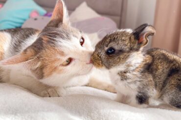 Funny Kitten Reaction to Baby Bunnies [Cuteness Overload]