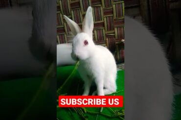 Cute Baby Bunny #babybunny #viral #shorts #rabbit #vegan #cutest #khargosh #love #pets #buddy