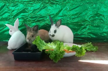 Pets Collective Compilation#039, Cute Rabbits Eat Food