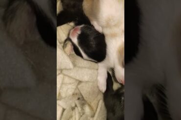 Cute Baby Rabbits | Baby Bunnies Eyes Opened First Time #short #rabbit #youtubeshort #shorts