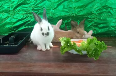 Pets Collective Compilation#035, Cute Rabbits Eat Food