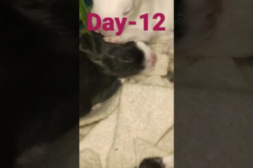 12Days Old Cute Baby Bunnies In Cage | Baby Rabbit Open Eyes First Time #short #rabbit #shorts