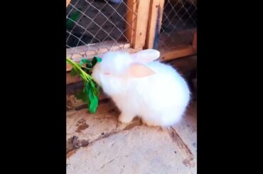 cute Rabbit #rabbit #animals