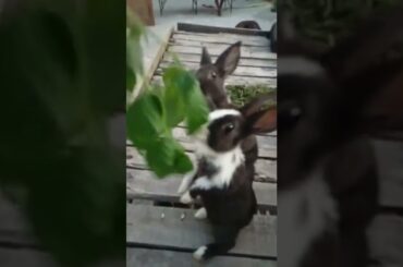 cute rabbit bunny eating#youtubeshorts