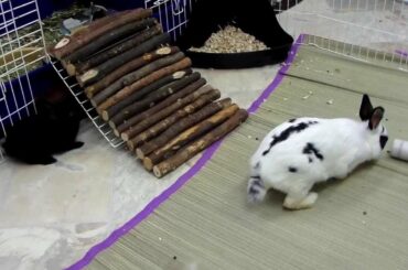 Mother Rabbit and her cute 4 week old baby bunnies