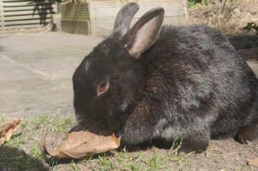This cute Rabbit roams the Yard freely
